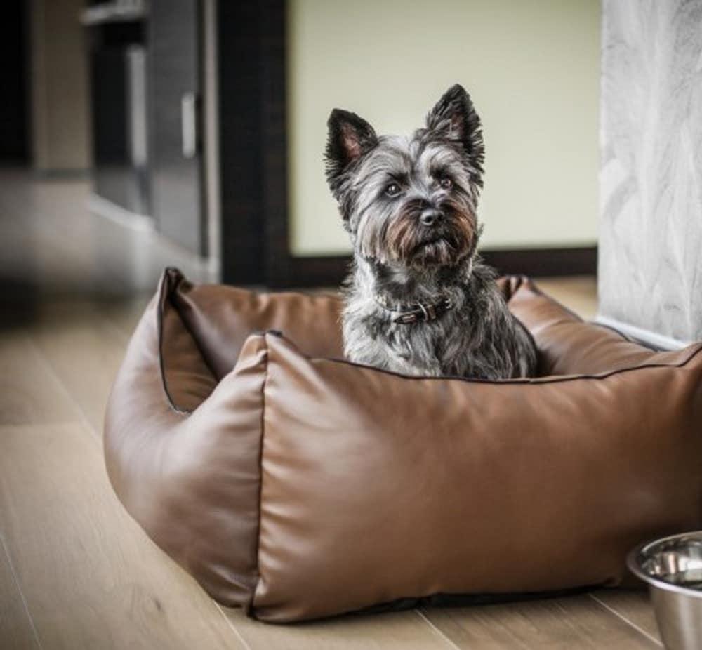 Pet-friendly